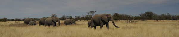 Elephants on parade Etosha