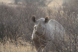 kzikus wildlife reserve namibia