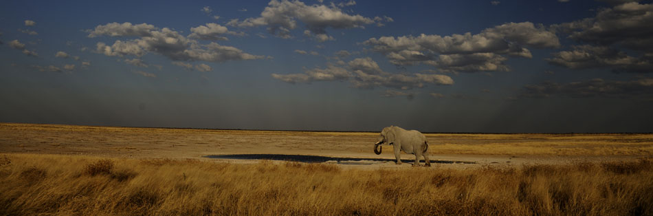 Elephant drinking from waterhole Etosha National Park Namibia