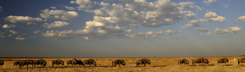 Wildebeest crossing  Etosha Park Plains Namibia