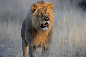 Lion Namibia