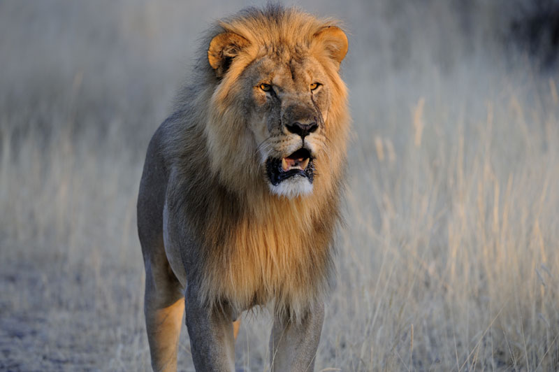 Namibian Lion