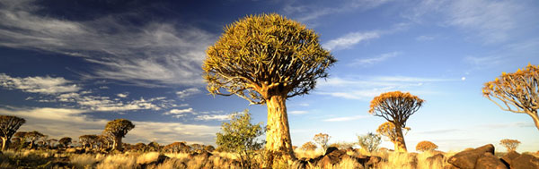 Quiver tree forest Namibia