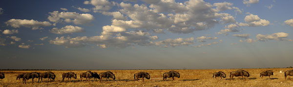 Wildebeest Etosha Park Namibia