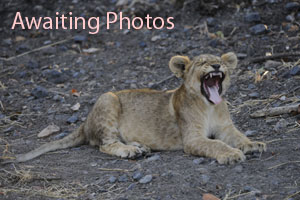 etosha safari camp