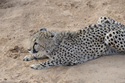 See the Cheetahs at Zeldas Guestfarm Namibia