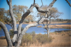 Jackalberry Tented Lodge