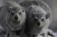 Rock Dassies Wateberg Plateau Namibia