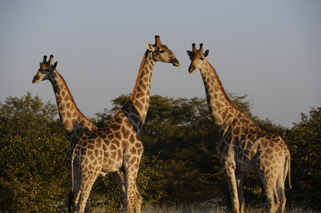 Etosha National Park Accommodation