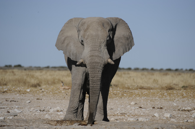 Etosha National Park Accommodation