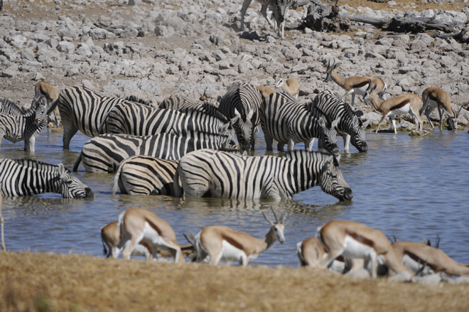 Etosha National Park Accommodation