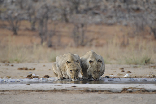 Etosha National Park Accommodation