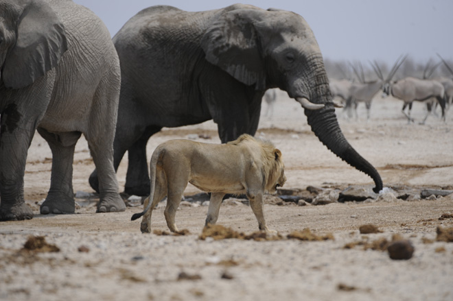 Etosha National Park Accommodation