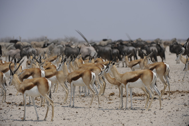 Etosha National Park Accommodation