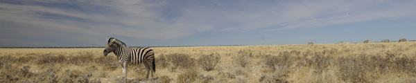 Zebra on the open plains