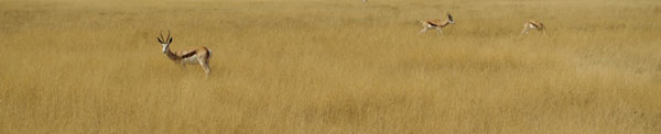 Springboks of the savannah
