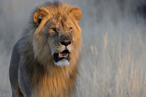 safari to etosha namibia