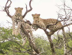 Okutala Etosha Lodge