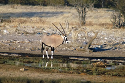 places to stay in Etosha