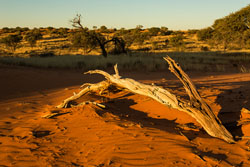 Kalahari Game Lodge