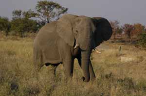 etosha lodge