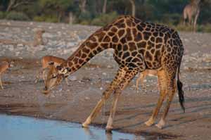 etosha lodge