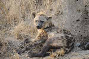 Family safari Namibia