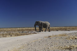 Namibia etosha holiday