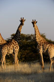 etosha park namibia