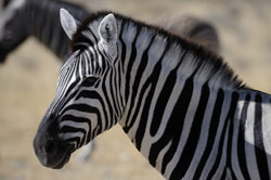 safari to etosha park Namibia