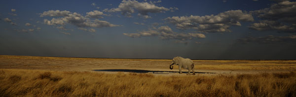 elaephant drinking at waterhole etosha national park namibia