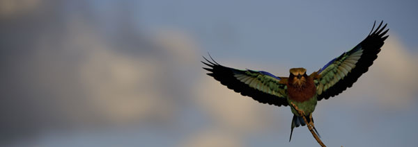 Lilad breasted roller