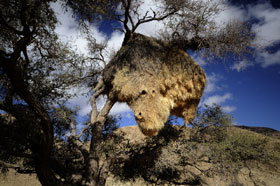 Social weavers Nest Namibia