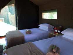 Madisa Safari Tent